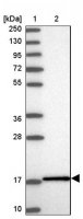Anti-UBE2L3 antibody produced in rabbit HPA045609-100UL