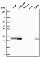 Anti-UBE2R2 antibody produced in rabbit HPA061000-100UL