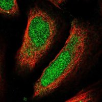 Anti-UBQLN4 antibody produced in rabbit 