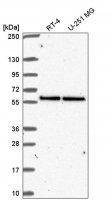 Anti-UBXN6 antibody produced in rabbit 