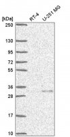 Anti-UCHL5 antibody produced in rabbit HPA075383-100UL