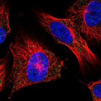 Anti-UCN2 antibody produced in rabbit 