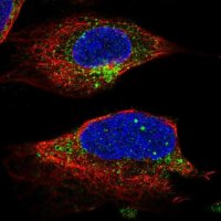Anti-UNC13B antibody produced in rabbit 
