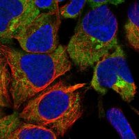 Anti-UNC45A antibody produced in rabbit 