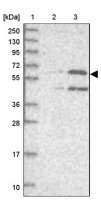 Anti-UNC93B1 antibody produced in rabbit 