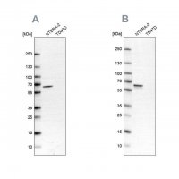 Anti-UPF3B antibody produced in rabbit HPA001882-100UL