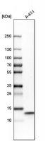 Anti-UQCRB antibody produced in rabbit 