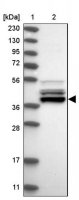 Anti-UROD antibody produced in rabbit HPA028668-100UL