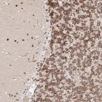 Anti-USF3 antibody produced in rabbit 