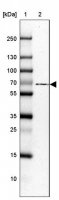 Anti-USH1C antibody produced in rabbit HPA027492-100UL