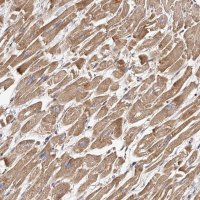 Anti-USP21 antibody produced in rabbit 