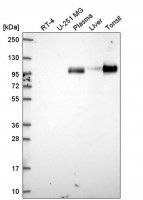 Anti-VCAM1 antibody produced in rabbit 