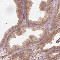 Anti-VEGFA antibody produced in rabbit 