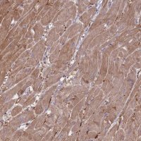 Anti-VRK2 antibody produced in rabbit 