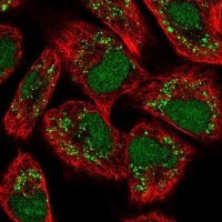 Anti-VRK3 antibody produced in rabbit 