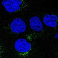 Anti-VTI1A antibody produced in rabbit 