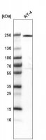 Anti-VWA8 antibody produced in rabbit 