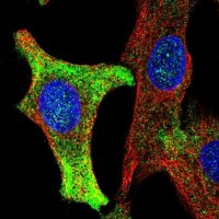 Anti-WBP1 antibody produced in rabbit 