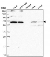 Anti-WBP11 antibody produced in rabbit HPA039710-100UL