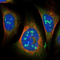 Anti-WDCP antibody produced in rabbit 