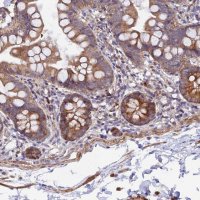 Anti-WDFY4 antibody produced in rabbit 