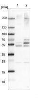 Anti-WDR12 antibody produced in rabbit 