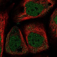 Anti-WDR27 antibody produced in rabbit 