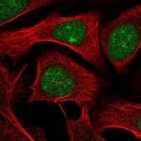 Anti-WDR55 antibody produced in rabbit 