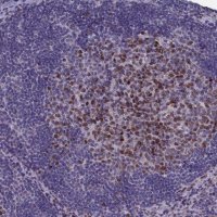 Anti-WDR76 antibody produced in rabbit 