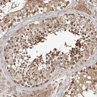 Anti-WEE2 antibody produced in rabbit 