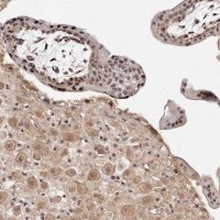 Anti-WRN antibody produced in rabbit 