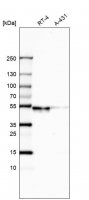 Anti-WSCD2 antibody produced in rabbit HPA013346-100UL