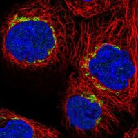 Anti-WWC1 antibody produced in rabbit 