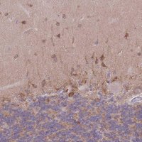 Anti-WWOX antibody produced in rabbit 
