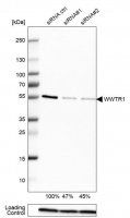 Anti-WWTR1 antibody produced in rabbit 