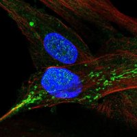 Anti-XAF1 antibody produced in rabbit 