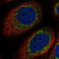 Anti-XKR9 antibody produced in rabbit 