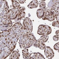 Anti-XPO1 antibody produced in rabbit 