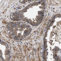 Anti-YBEY antibody produced in rabbit 