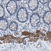 Anti-YIF1A antibody produced in rabbit 