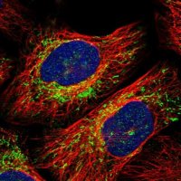 Anti-YIPF2 antibody produced in rabbit 