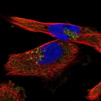 Anti-YIPF4 antibody produced in rabbit 