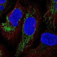 Anti-YJEFN3 antibody produced in rabbit 