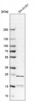 Anti-YKT6 antibody produced in rabbit 