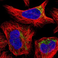Anti-YRDC antibody produced in rabbit 