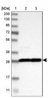 Anti-YWHAB antibody produced in rabbit HPA007925-100UL
