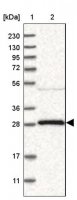Anti-YWHAG antibody produced in rabbit 