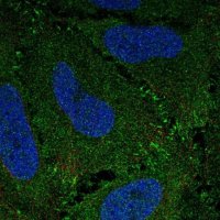 Anti-ZBED3 antibody produced in rabbit 