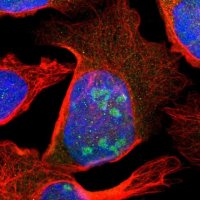 Anti-ZBED9 antibody produced in rabbit 