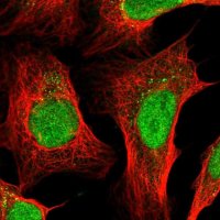Anti-ZFP37 antibody produced in rabbit 